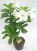 Wave Flower Adenium Single Layer White Flower Plant - CGASPL