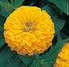 Zinnia Dreamland Yellow | Zinnia Flower Seeds Online in India