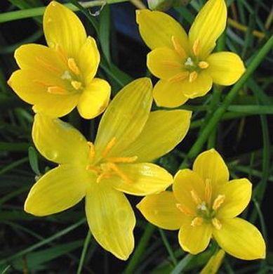 Zephyranthus Yellow Flower Bulbs (Pack of 20) - CGASPL