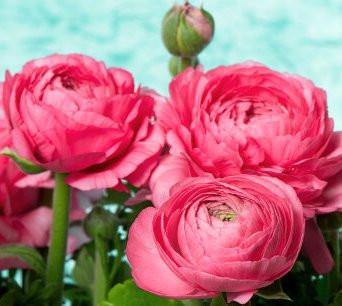Ranunculus Rose Color Flower Bulbs (Pack of 6 Bulbs) - CGASPL