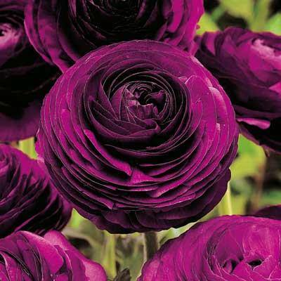 Ranunculus Purple Color Flower Bulbs (Pack of 6 Bulbs) - CGASPL