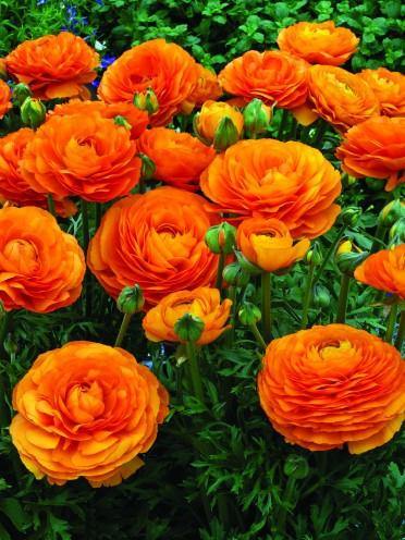 Ranunculus Orange Color Flower Bulbs (Pack of 6 Bulbs) - CGASPL
