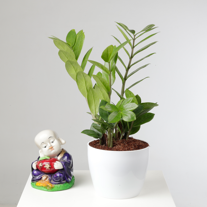 Zamioculcas Zamiifolia Easy Care Indoor Plant