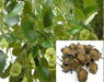 Red Sandalwood Seeds | Pterocarpus Santalinus | ChhajedGarden