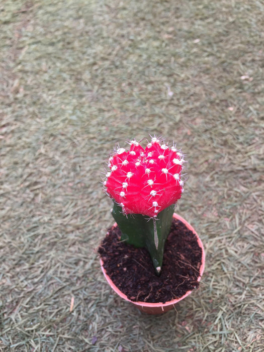 Red Moon Cactus Plant Lush Indoor Miniature