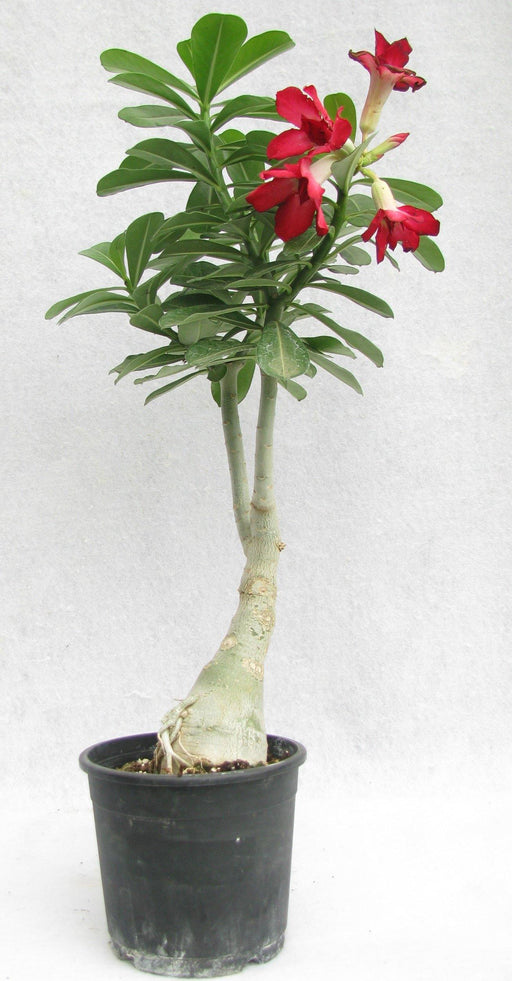 Red Doxon Red Adenium Single Layer Red Flower Plant