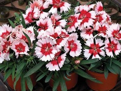 Dianthus Super Parfait Red Peppermint Flower Seeds 
