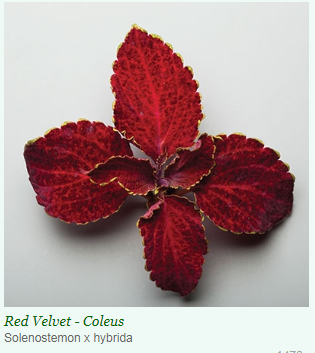 Coleus Superfine Rainbow Red Velvet Flower Seeds