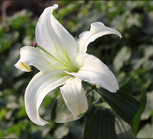 Amaryllis Bicolor White Flower Bulbs (Pack of 6) - CGASPL