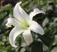 Amaryllis Bicolor White Flower Bulbs (Pack of 6) - CGASPL
