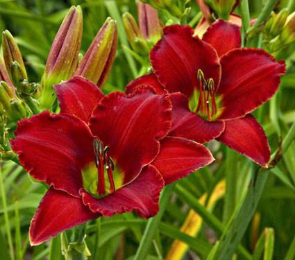 Day-Lily Red Flower Bulbs (Pack of 6) - CGASPL