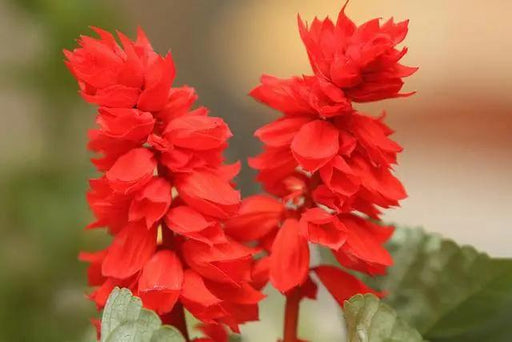 Salvia Scarlet King | Online Shop for Flower Seeds India