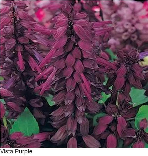 Salvia Vista Purple Flower Seeds Buy Online in India