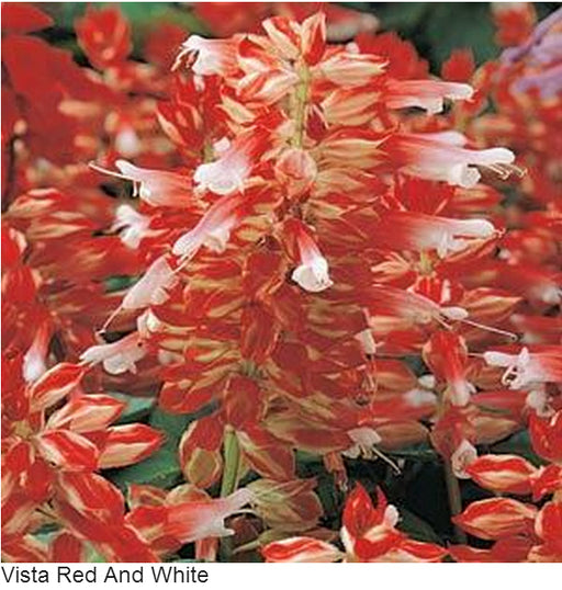Salvia Vista Red-White | Shop for Imported Flower Seeds in India