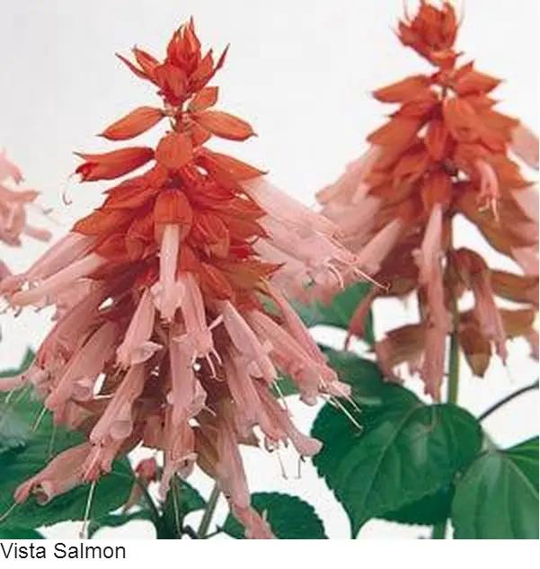 Salvia Vista Salmon | Buy Imported Flower Seeds Online in India
