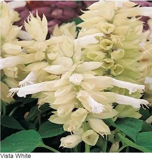 Salvia Vista White | Shop Imported Flower Seeds Online in India