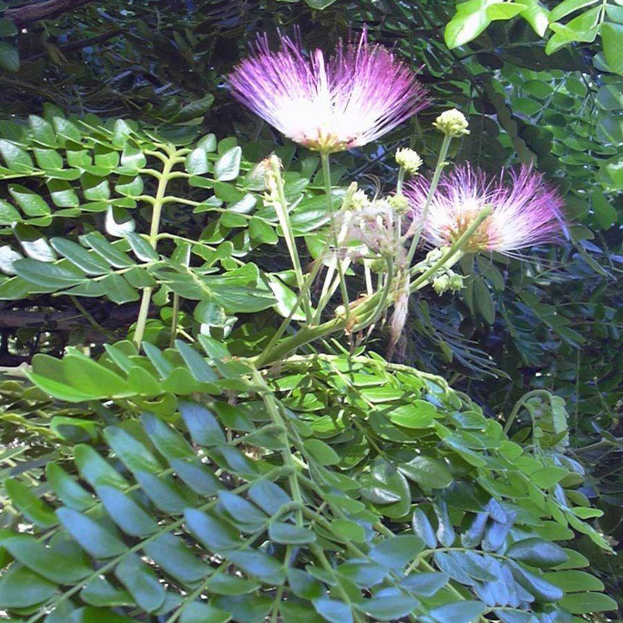 Samanea saman - 1 Kg – ChhajedGarden.com