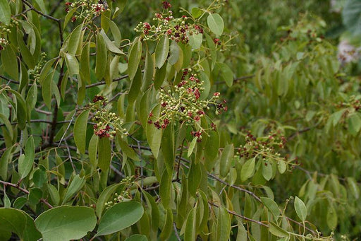 Santalum album Seeds ,Indian Sandalwood seds