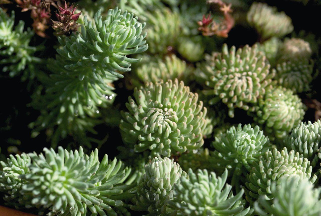 Sedum Oracle Seeds - CGASPL