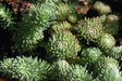 Sedum Oracle Seeds - CGASPL