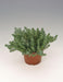 Sedum Oracle Seeds - CGASPL