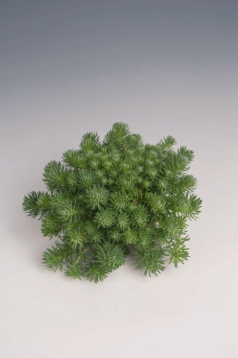 Sedum Oracle Seeds - CGASPL