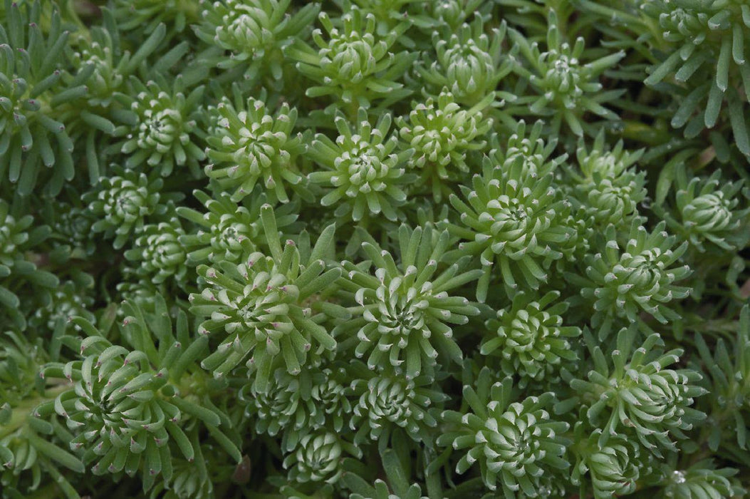 Sedum Oracle Seeds