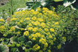 Sedum Spirit Seeds - CGASPL