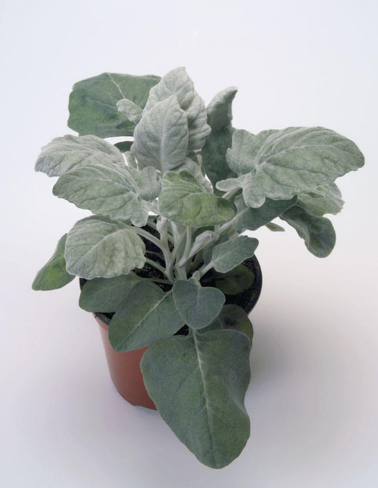 Cineraria New Look Seeds