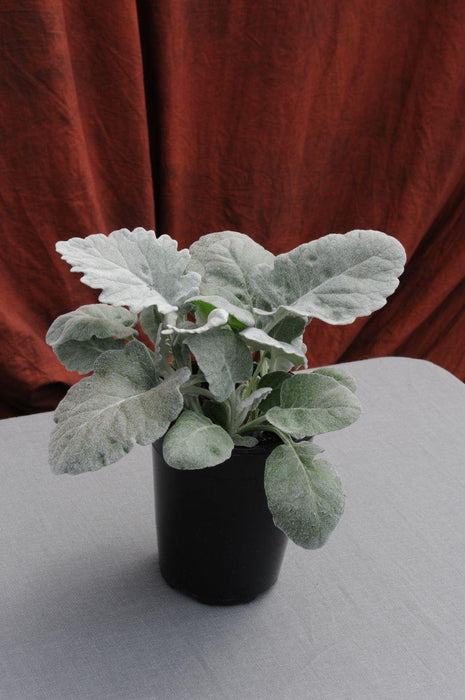 Cineraria New Look  Seeds - CGASPL