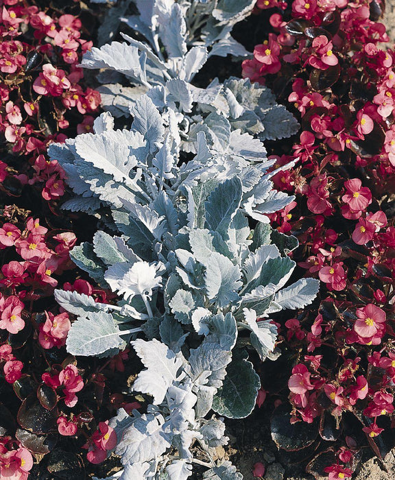 Cineraria New Look  Seeds - CGASPL