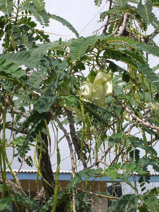 Sesbenia grandiflora seeds