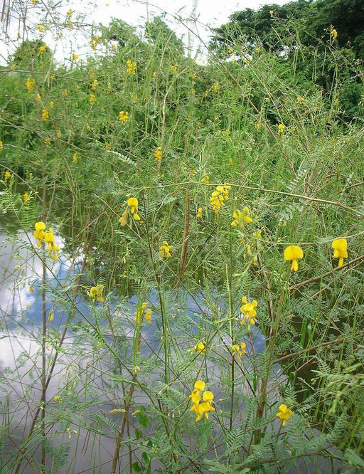 Sesbnia aculat seeds - CGASPL