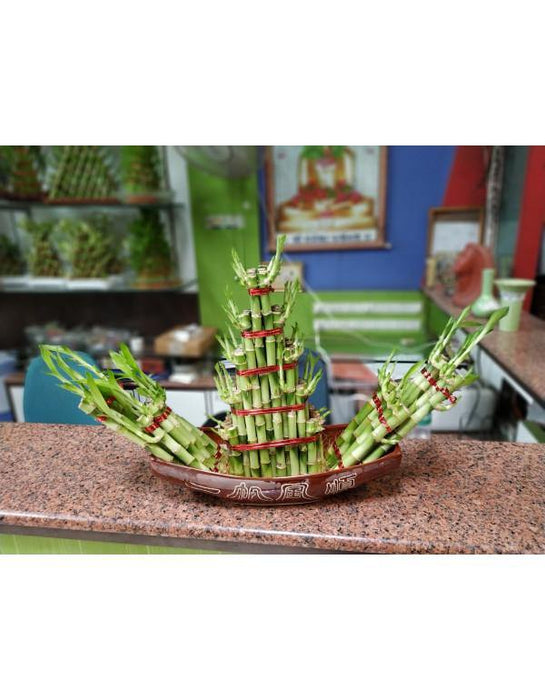 Small Boat Lucky Bamboo - CGASPL
