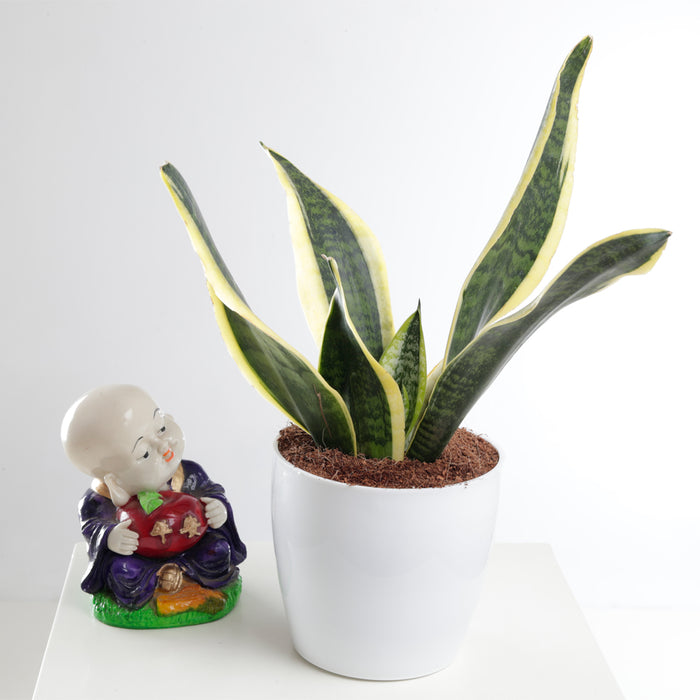 zz plant and snake plant in same pot Air Purifying Combo of Snake Plant & ZZ Plant For Home Indoor plant