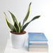 Low-maintenance Indoor Sansevieria Superba for homes