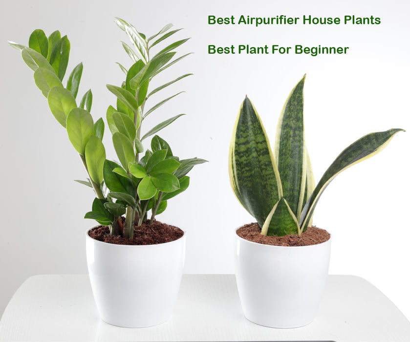 Air Purifying Combo of Snake Plant & ZZ Plant For Home & Indoor plant in Plastic Pots