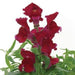 Antirrhinum Snapshot Red Flower Seeds