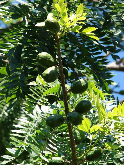 Spondias indica seeds