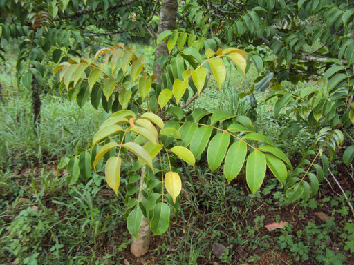 Spondias indica - CGASPL