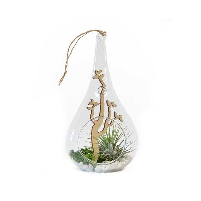 Spring Tide Transparent Terrarium Potted Plant