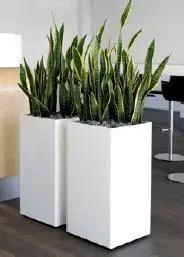 Stainless Steel SS Square Planters