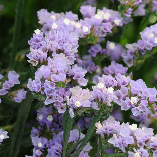 Statice QIS Lavender Flower Seeds