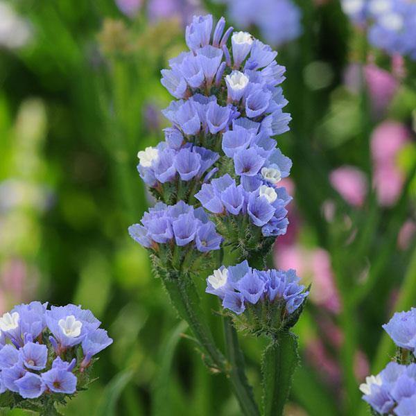 Statice QIS Blue Pale Flower Seeds