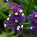 Statice QIS Purple Flower Seeds