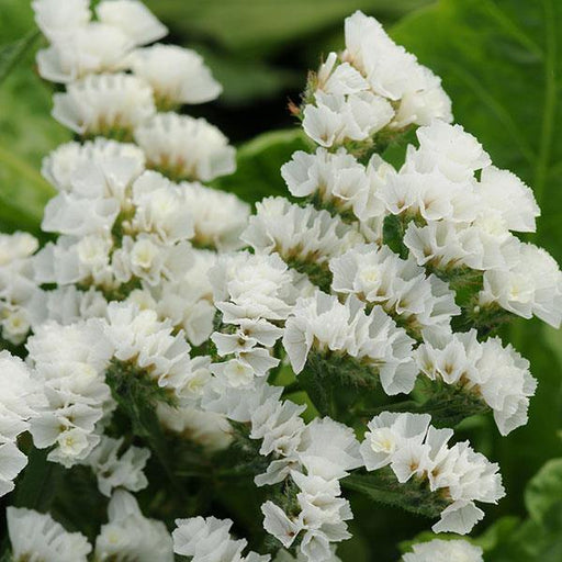 Statice QIS White Flower Seeds