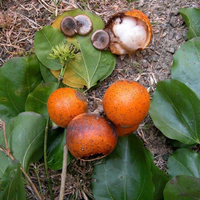 Strychnos nux-vomica Seeds - CGASPL