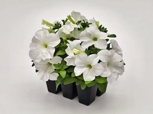 Petunia Success 360Â° White Flower Seeds