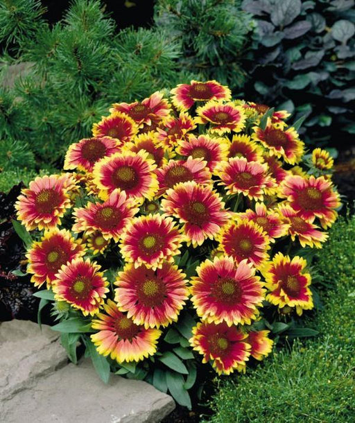 Gaillardia Arizona Sun Flower Seeds