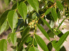 Swietenia mahogany (Qg) Seeds, English -West Indian mahogany - CGASPL